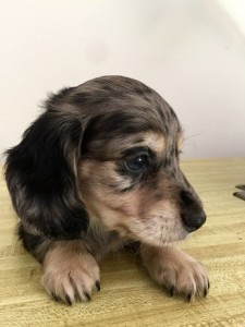 dachshund-puppy
