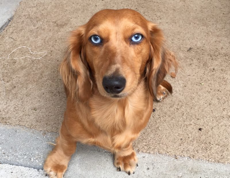 Lady Sansa of House Stark (Retired)