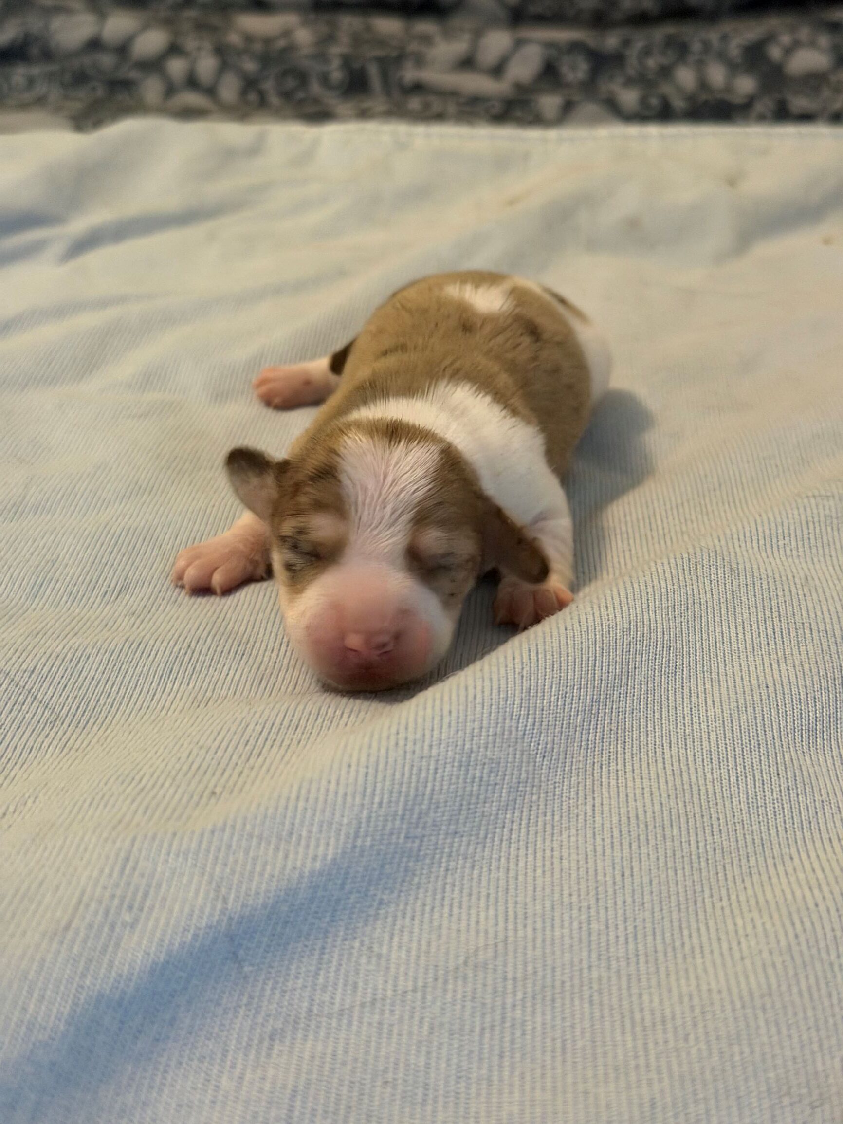 Ella and Spencer Puppy 3