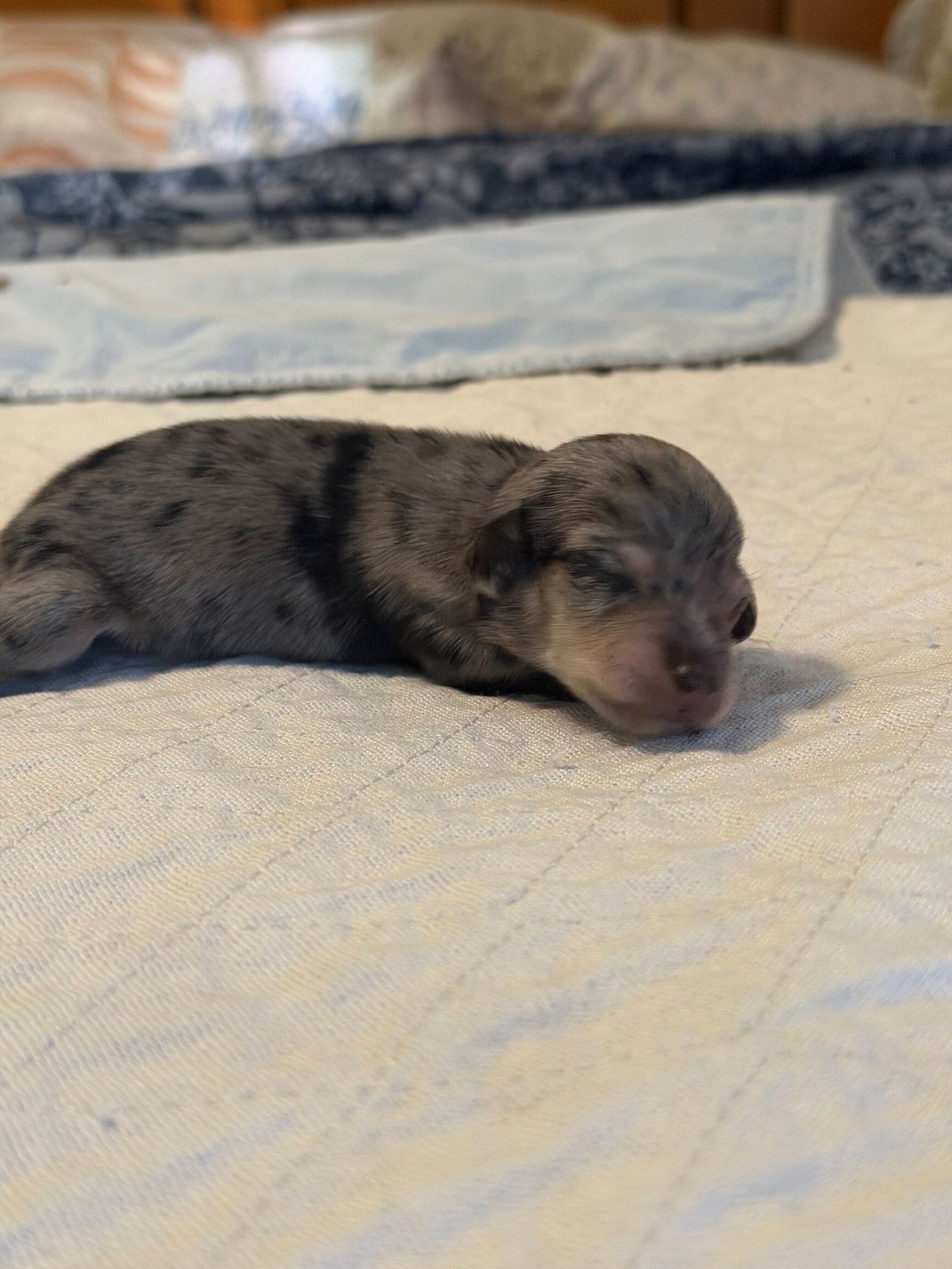 Ygritte and Bronn Puppy 3