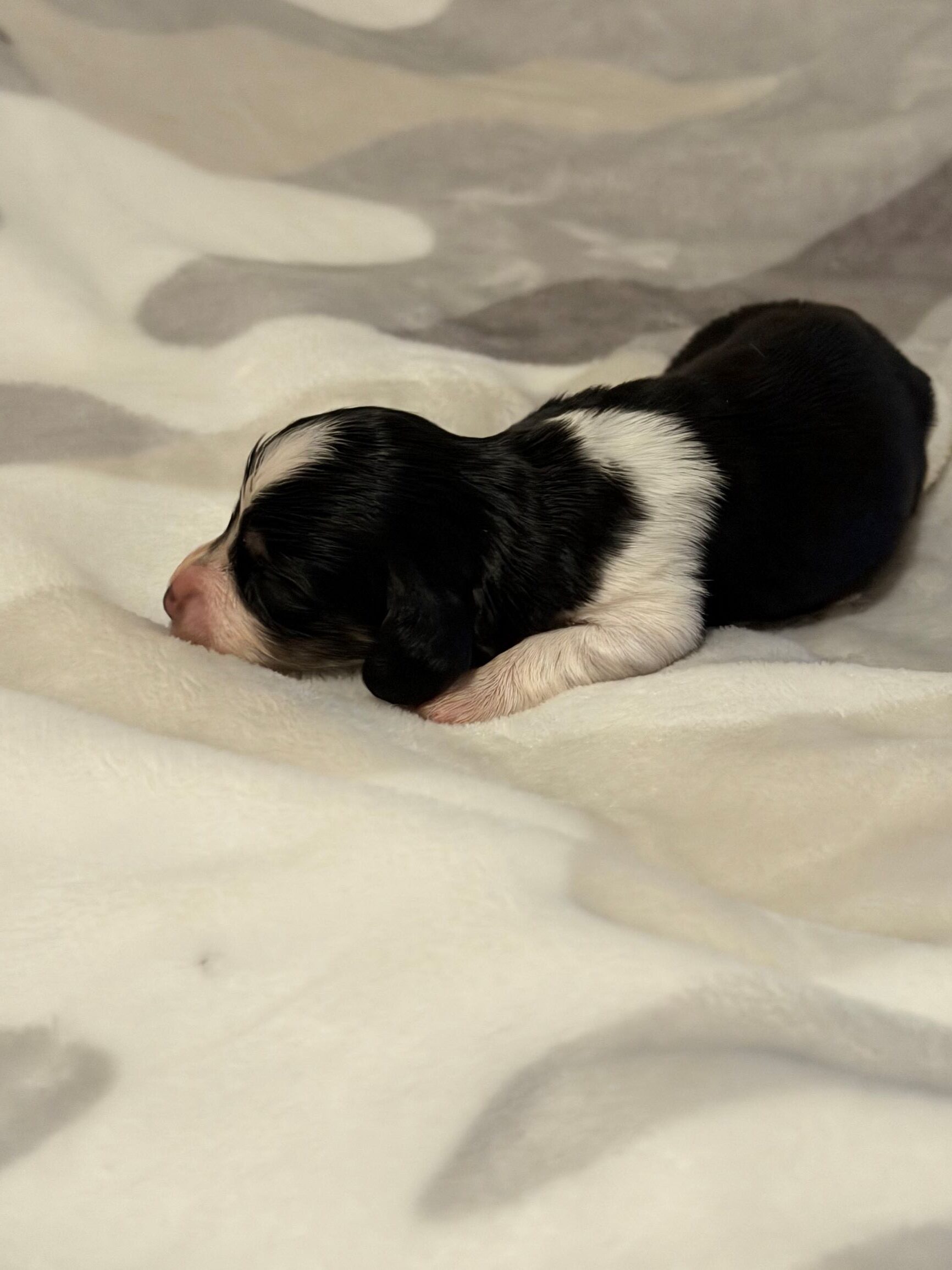 Ygritte and Bronn Puppy 4