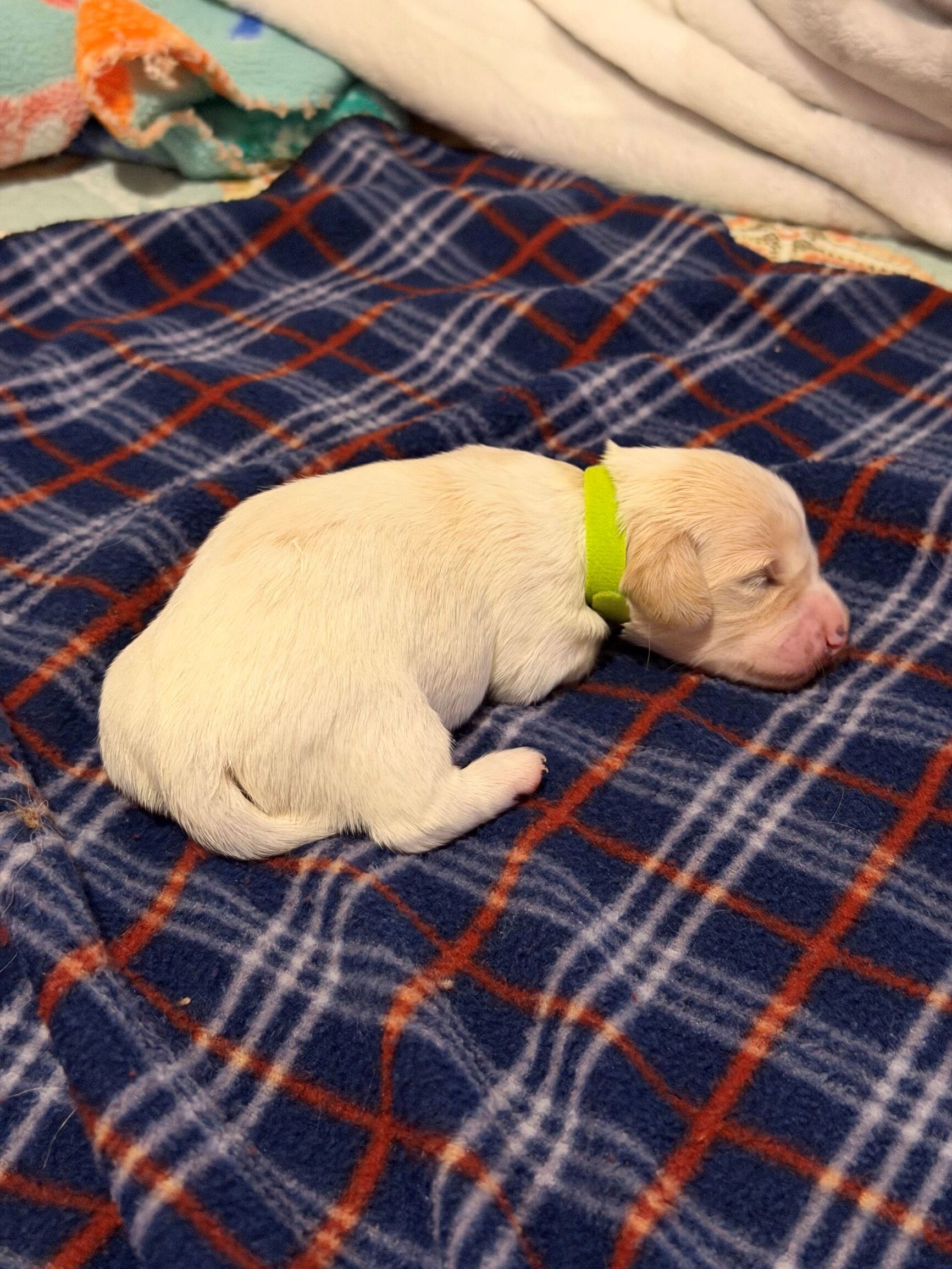 Ygritte and Bronn Puppy 2