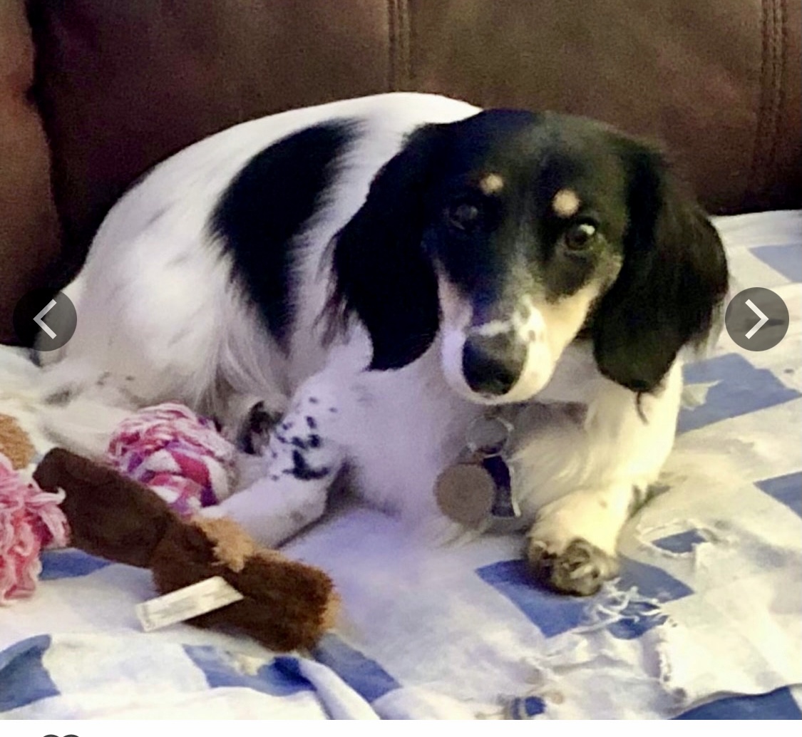 Princess Rheanys Targaryen