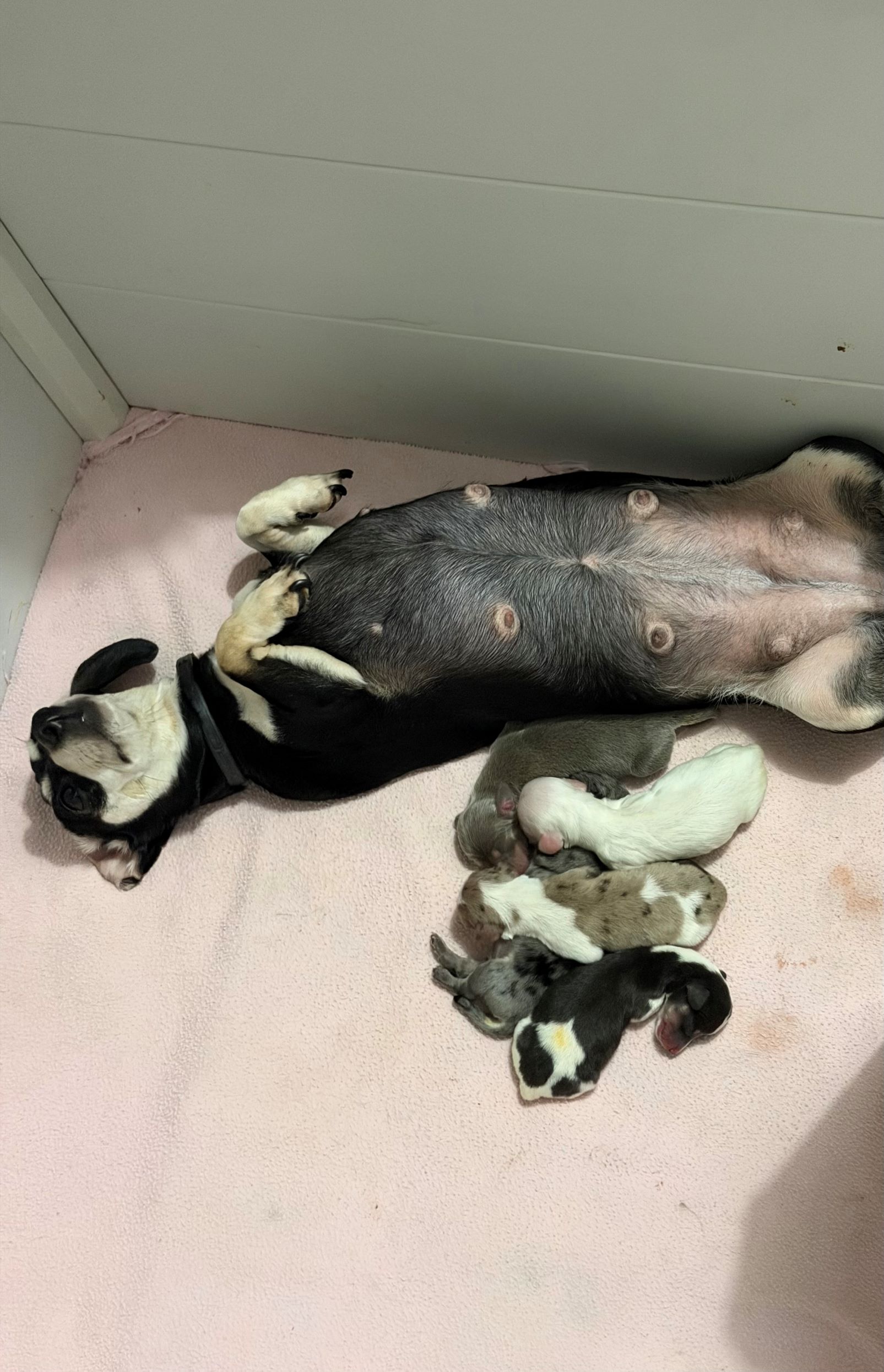 Ella and Spencer Puppy 1