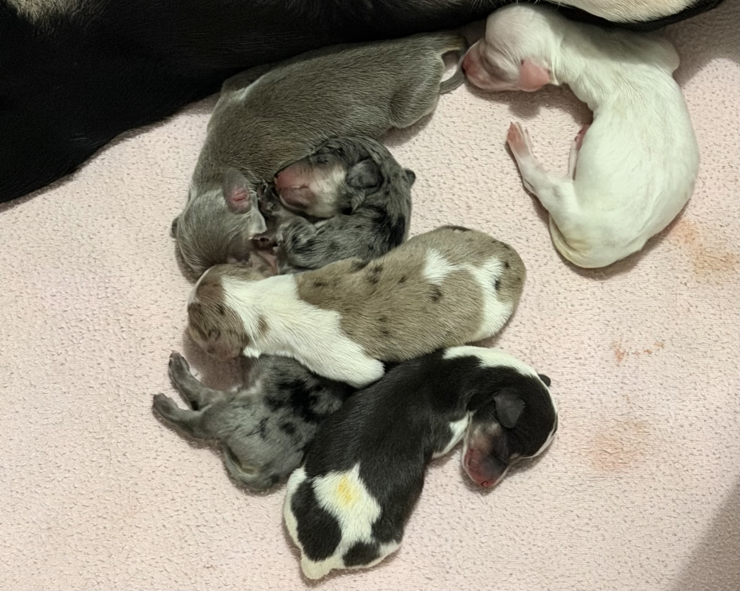 Ella and Spencer Puppy 2