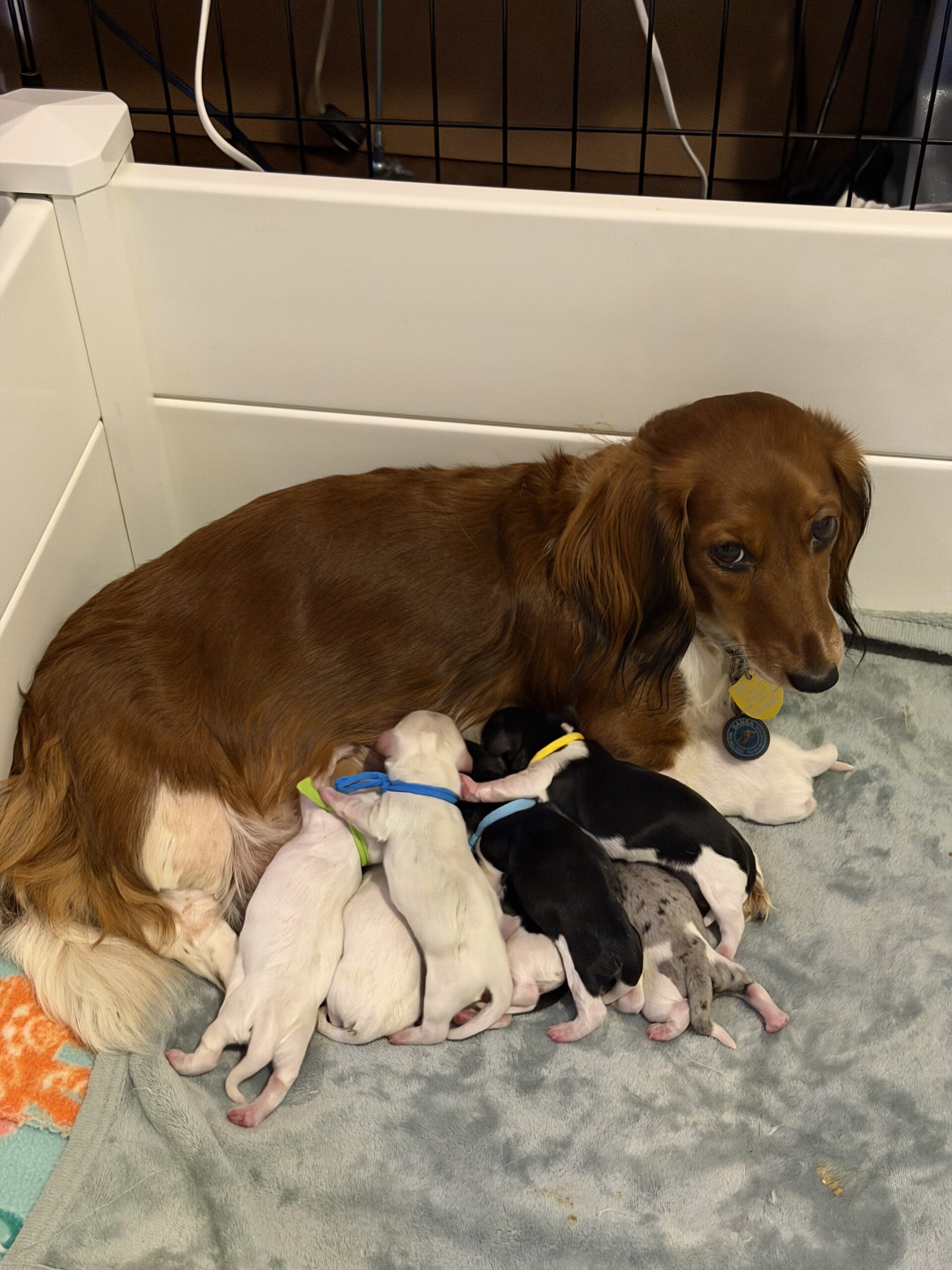 Ygritte and Bronn Puppy 1