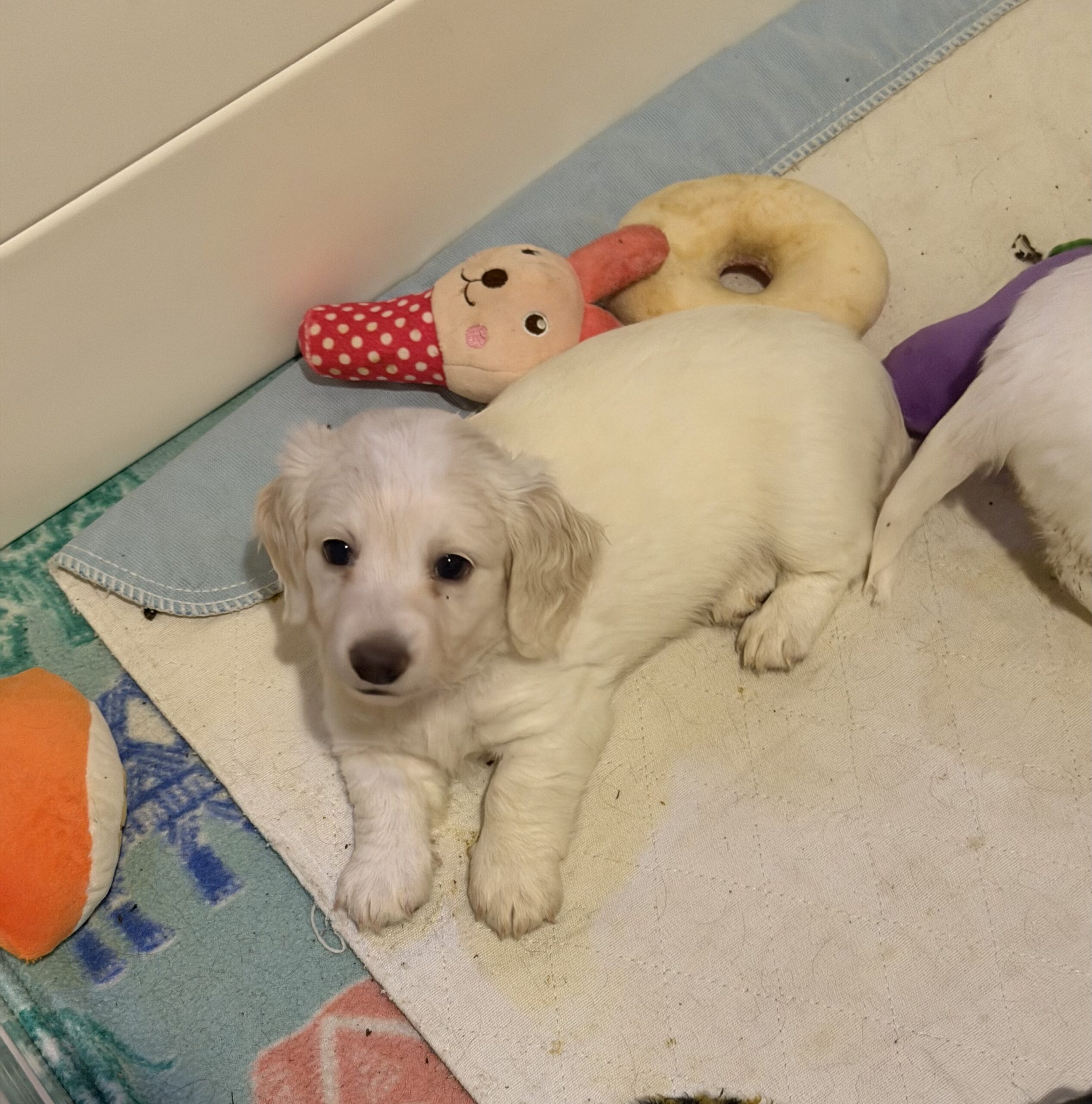 Ygritte and Bronn Puppy 1