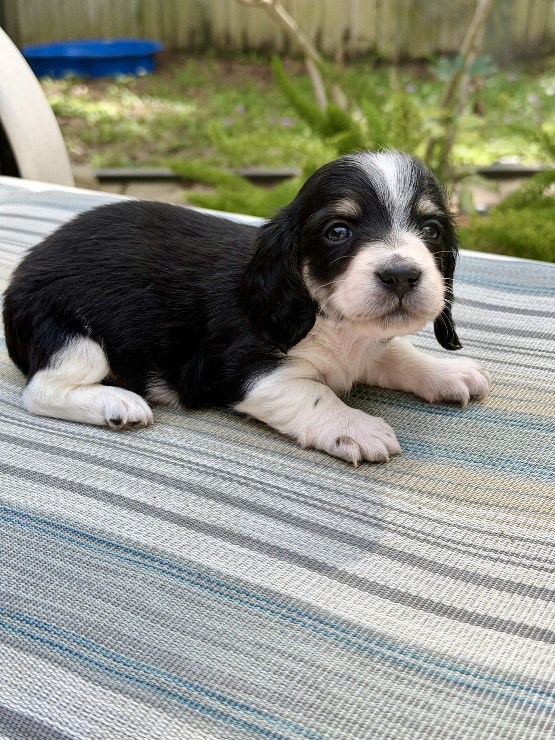 Ygritte and Bronn Puppy 2