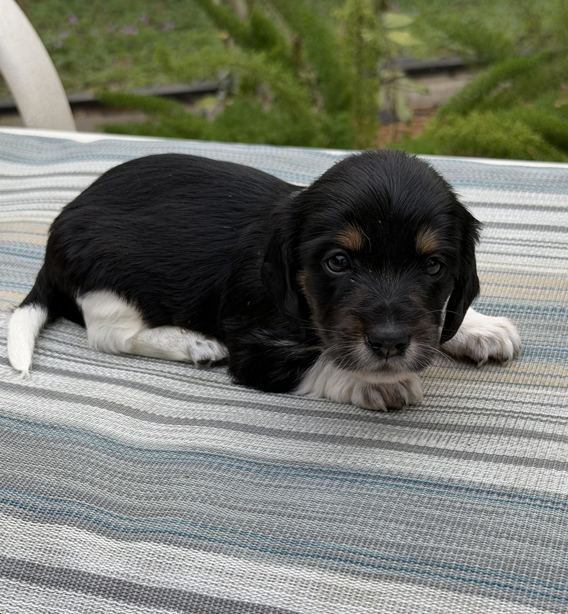 Ygritte and Bronn Puppy 3