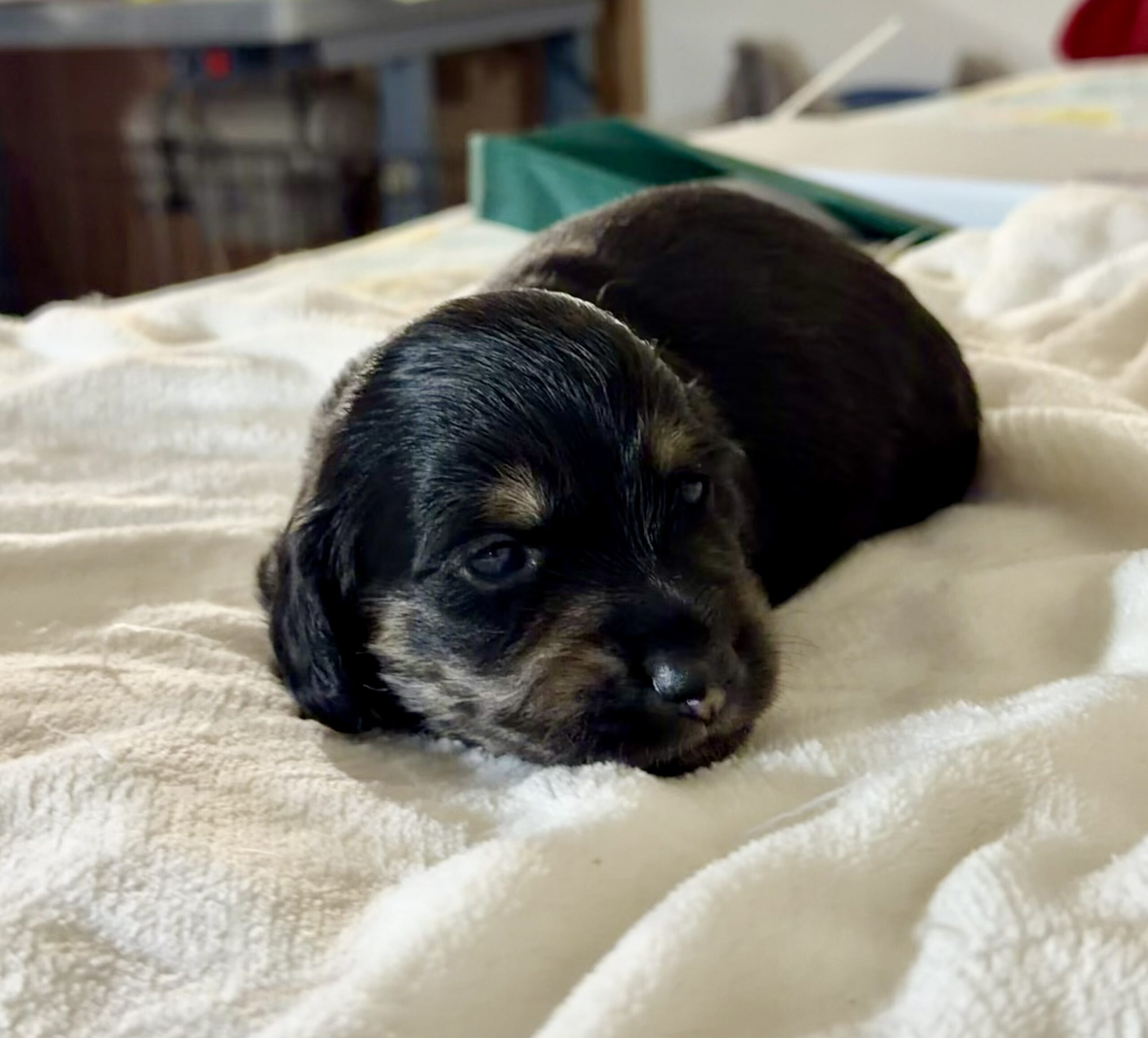 Rhaella and Loras Puppy 1